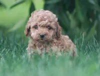 Bronx, a male Cavapoo for sale in Newmanstown, PA – 1 of 1