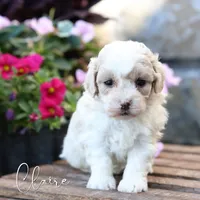 Claire, a female Poodle - Miniature  and Shichon for sale in Newmanstown, PA – 1 of 1