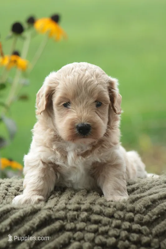 Felix – Maltipoo puppy for sale in Newmanstown, PA