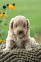 Felix, a male Maltipoo for sale in Newmanstown, PA – 1 of 2