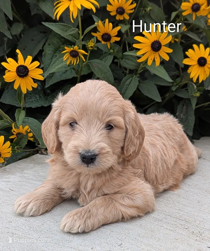 Hunter – Miniature Goldendoodle puppy for sale in Newmanstown, PA