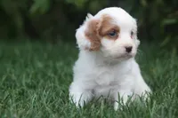Tessa, a male Cavapoo for sale in Newmanstown, PA – 2 of 2