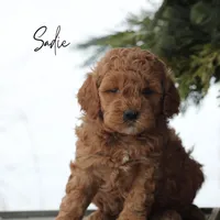 Sadie, a female Goldendoodle for sale in Newmanstown, PA – 1 of 1