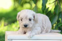 Eden, a male Maltipoo for sale in Newmanstown, PA – 2 of 4