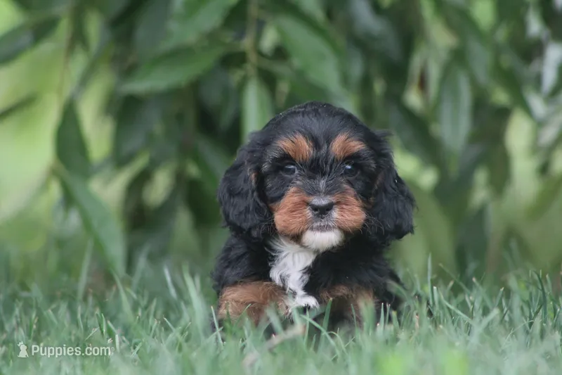 Jade – Cavapoo puppy for sale in Newmanstown, PA