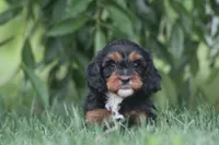 Jade, a female Cavapoo for sale in Newmanstown, PA – 1 of 2