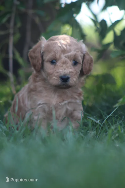 Ace – Miniature Goldendoodle puppy for sale in Newmanstown, PA
