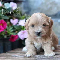 Coral, a female Poodle - Miniature  and Shichon for sale in Newmanstown, PA – 1 of 1