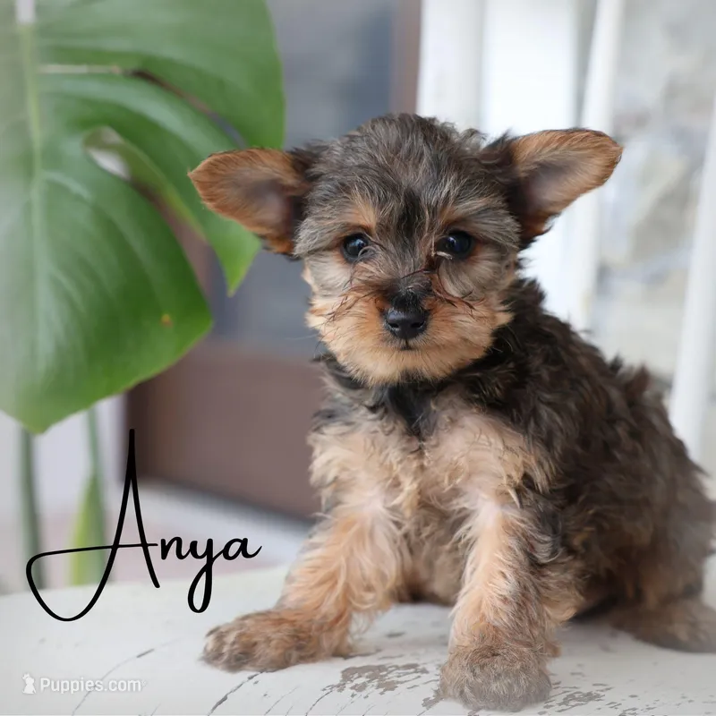 Anya – Yorkipoo puppy for sale in Newmanstown, PA
