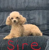 Anya, a female Yorkipoo for sale in Newmanstown, PA – Photo 3 of 3