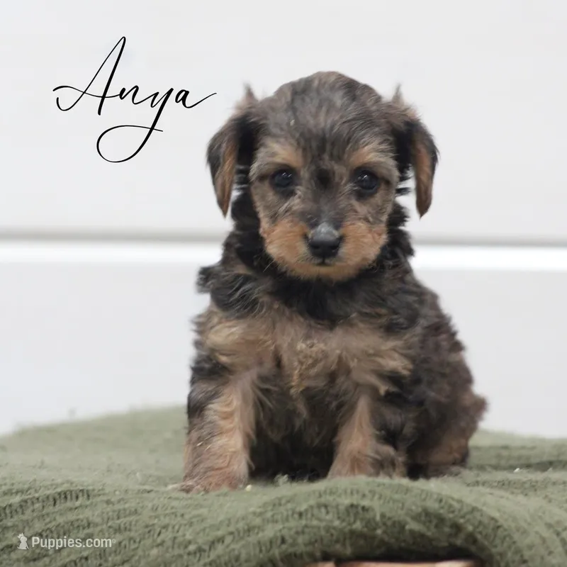Anya – Yorkipoo puppy for sale in Newmanstown, PA