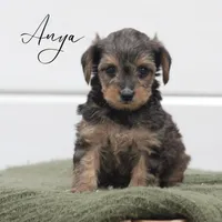 Anya, a female Yorkipoo for sale in Newmanstown, PA – Photo 2 of 3