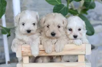 Easton, a male Maltipoo for sale in Newmanstown, PA – 4 of 4