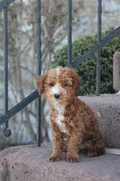 Teagon, a male Poodle - Toy  for sale in Newmanstown, PA – Photo 1 of 4