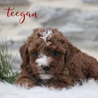 Teagon, a male Poodle - Toy  for sale in Newmanstown, PA – Photo 4 of 4