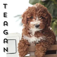 Teagon, a male Poodle - Toy  for sale in Newmanstown, PA – Photo 3 of 4