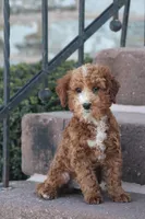 Teagon, a male Poodle - Toy  for sale in Newmanstown, PA – Photo 2 of 4