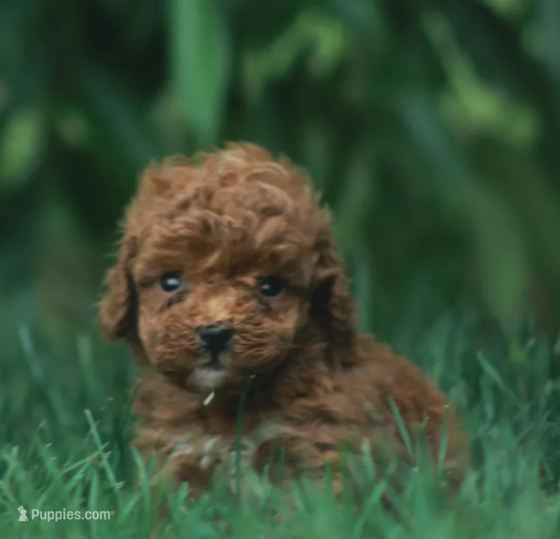 Brynn – Cavapoo puppy for sale in Newmanstown, PA