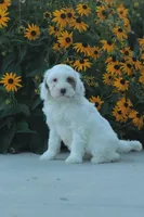 Kinzley, a female Cavapoo for sale in Newmanstown, PA – 1 of 1
