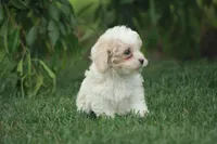 Cassie, a female Poodle - Toy  and Shichon for sale in Newmanstown, PA – 2 of 2