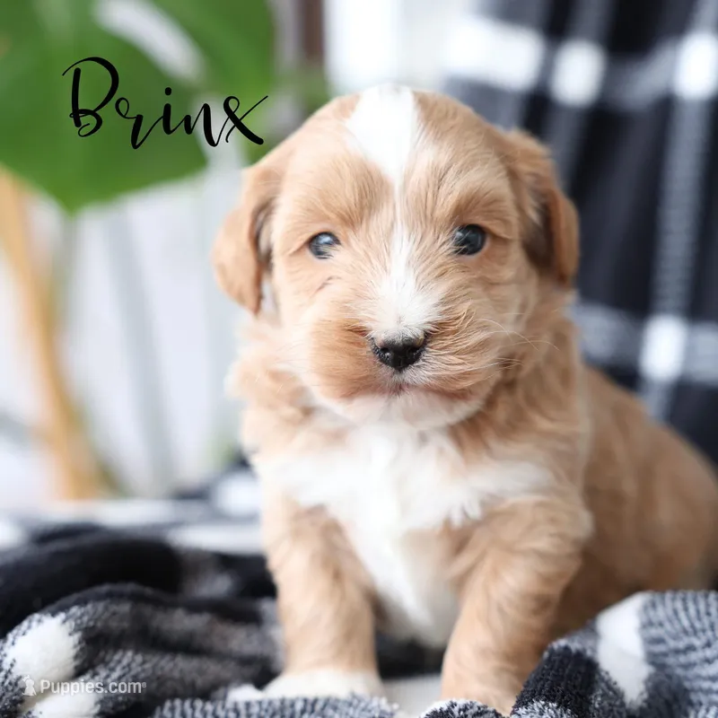 Brinx – Maltipoo puppy for sale in Newmanstown, PA
