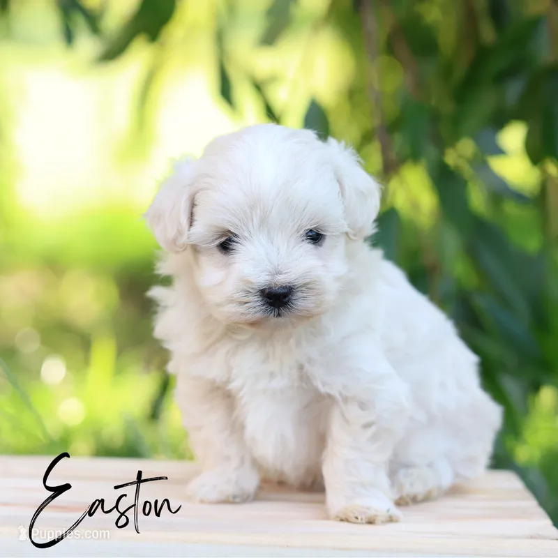 Easton – Maltipoo puppy for sale in Newmanstown, PA