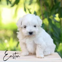 Easton, a male Maltipoo for sale in Newmanstown, PA – 1 of 4