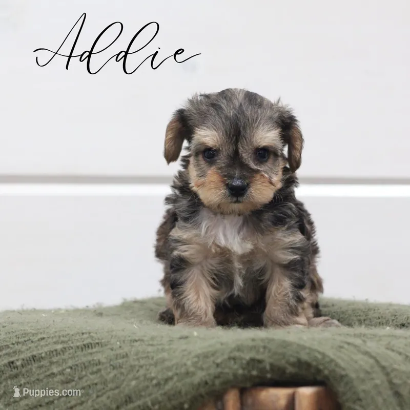 Addie – Yorkipoo puppy for sale in Newmanstown, PA