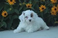 Kody, a male Cavapoo for sale in Newmanstown, PA – 2 of 2