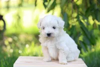 Easton, a male Maltipoo for sale in Newmanstown, PA – 3 of 4