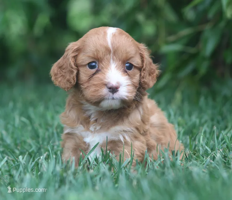 Ty – Cavapoo puppy for sale in Newmanstown, PA