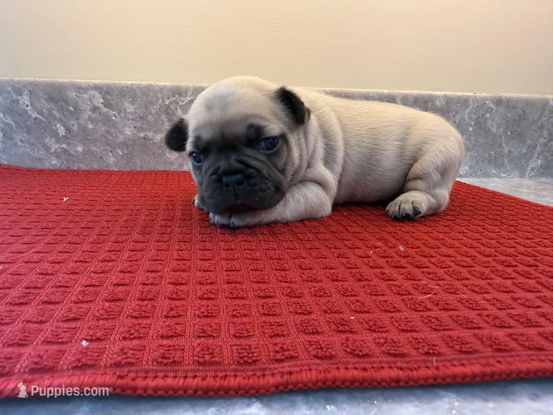 Female 2 – French Bulldog puppy for sale in Zanesville, OH