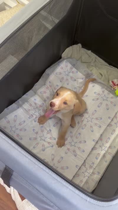 Hulk , a male Labrador Retriever for sale in Arab, AL – 3 of 3