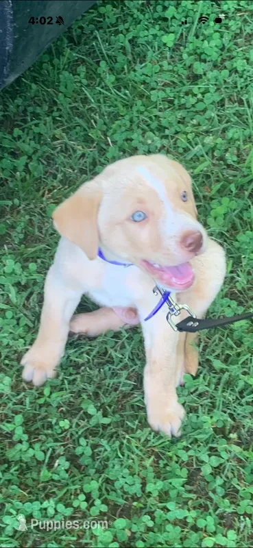Hulk  – Labrador Retriever puppy for sale in Arab, AL