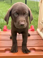 Cooper, a male Labrador Retriever for sale in Manvel, TX – 1 of 3