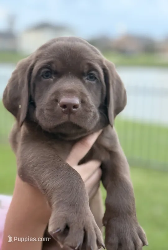 Arby – Labrador Retriever puppy for sale in Manvel, TX