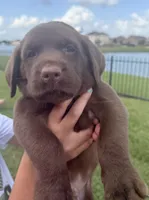 Tank , a male Labrador Retriever for sale in Manvel, TX – 6 of 8