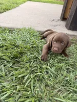 Tank , a male Labrador Retriever for sale in Manvel, TX – 8 of 8