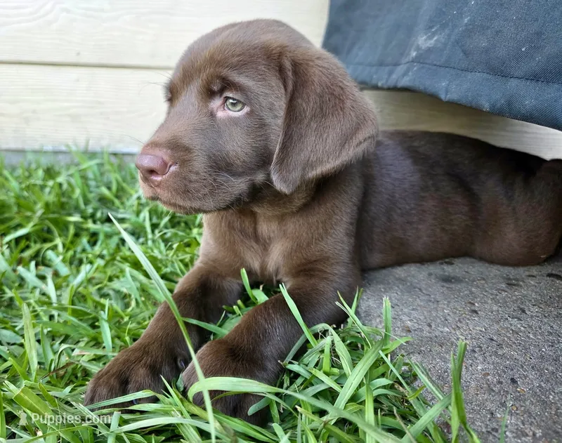 Tank  – Labrador Retriever puppy for sale in Manvel, TX
