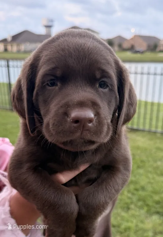 Honey  – Labrador Retriever puppy for sale in Manvel, TX