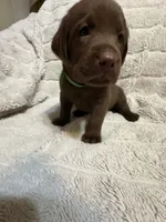 Tank , a male Labrador Retriever for sale in Manvel, TX – 5 of 8