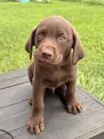 Cooper, a male Labrador Retriever for sale in Manvel, TX – 3 of 3