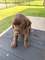 Tank , a male Labrador Retriever for sale in Manvel, TX – 4 of 8