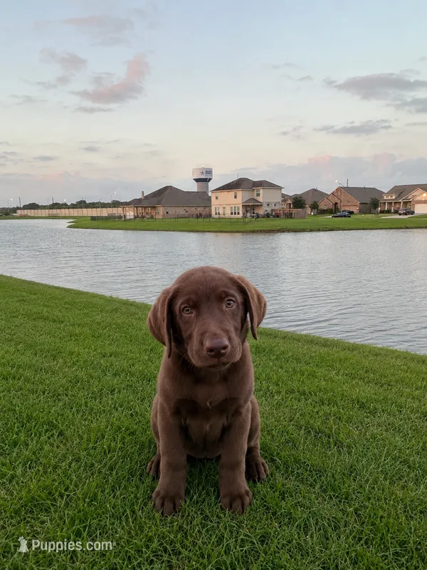 Cooper – Labrador Retriever puppy for sale in Manvel, TX