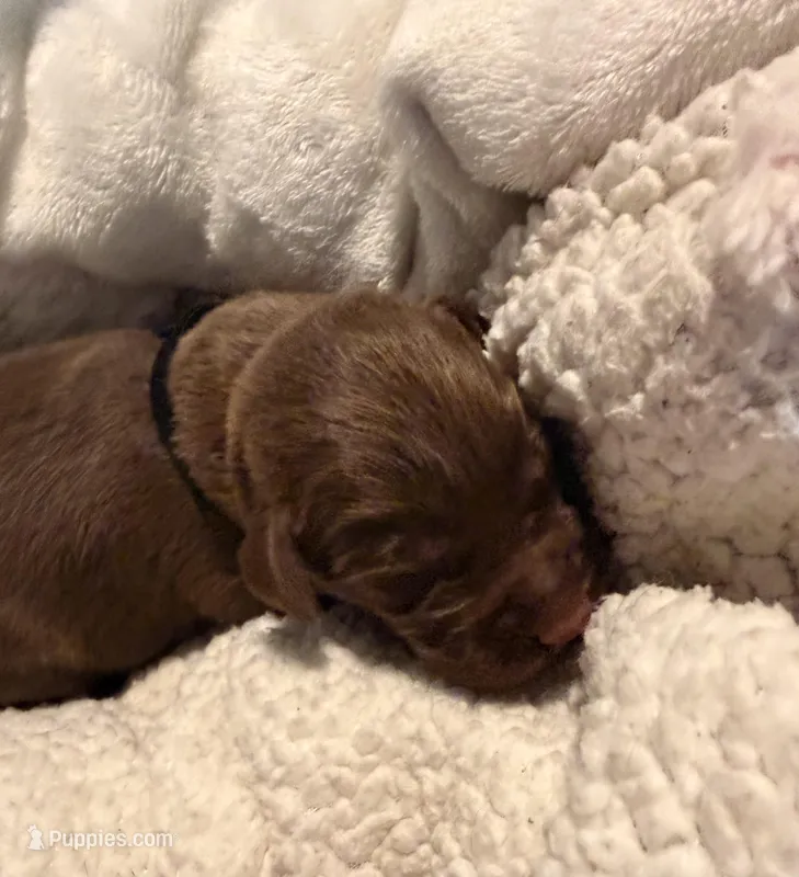 Chase  – Labrador Retriever puppy for sale in Richmond, TX