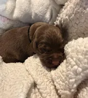 Chase , a male Labrador Retriever for sale in Richmond, TX – Photo 2 of 2