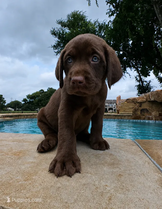 Arby – Labrador Retriever puppy for sale in Manvel, TX