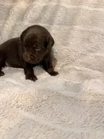 Honey , a female Labrador Retriever for sale in Richmond, TX – Photo 4 of 4