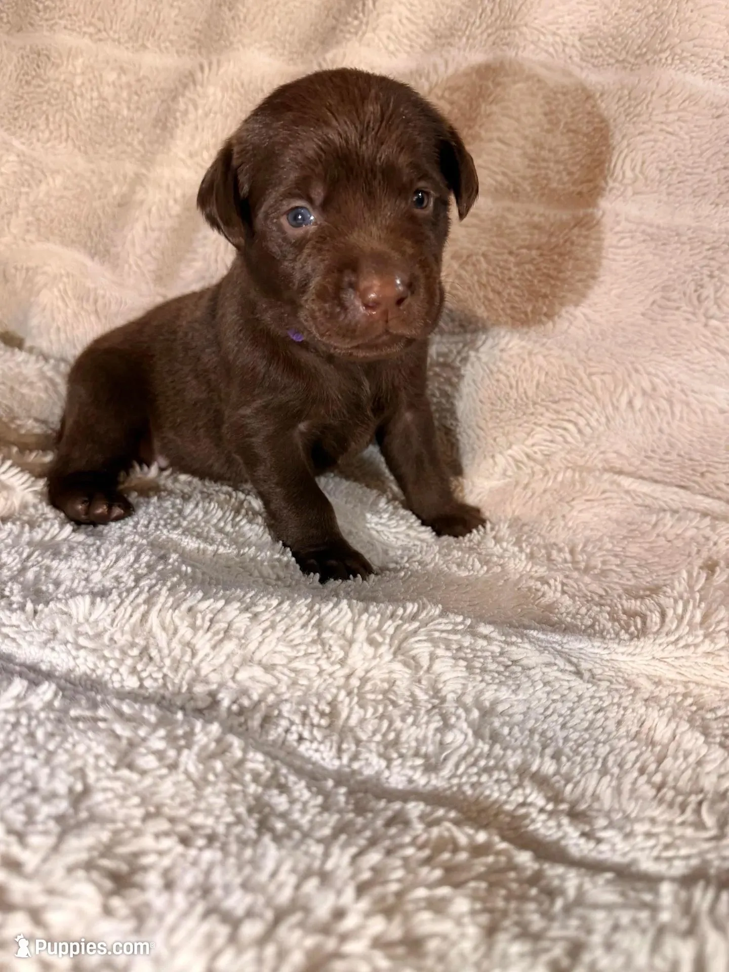 Honey , a female Labrador Retriever for sale in Richmond, TX – Photo 1 of 4