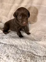 Honey , a female Labrador Retriever for sale in Richmond, TX – Photo 2 of 4